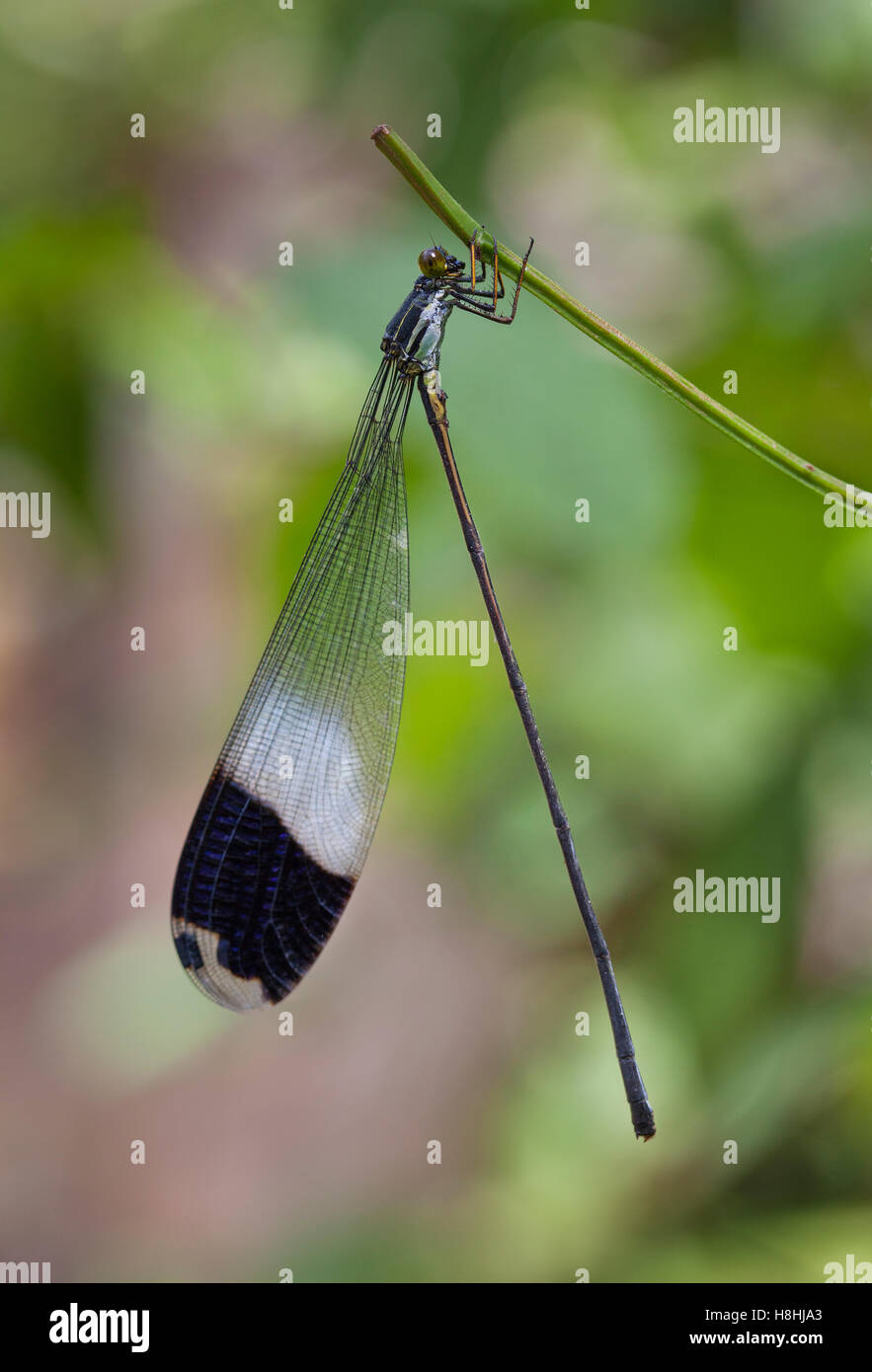 Elicottero gigante DAMSELFLY (Megaloprepus caerulatus) Parco Nazionale di Soberania, Panama. Più grande del mondo di specie di libellula. Foto Stock