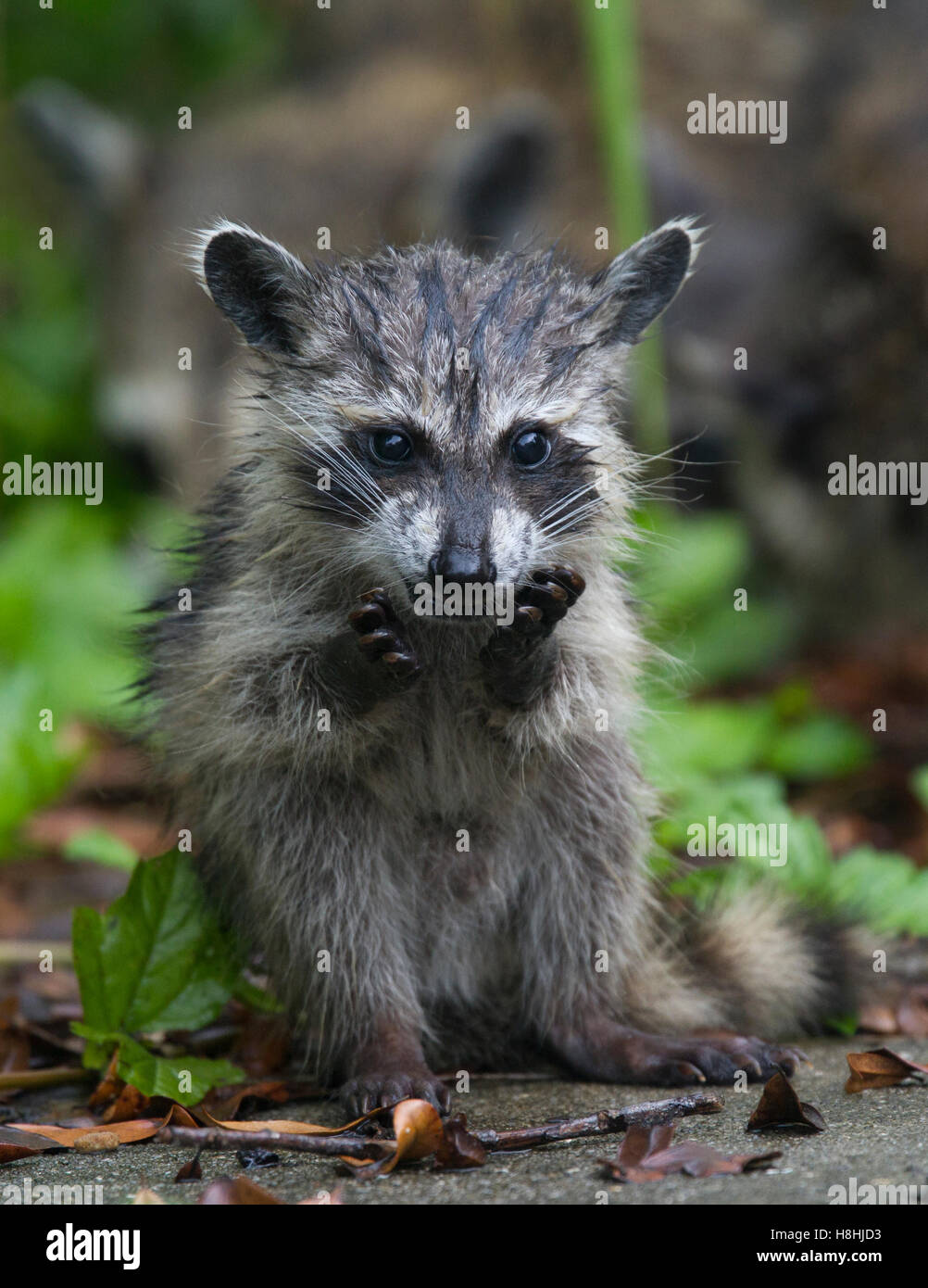 RACCOON (Procione lotor) giovani alimentando in pioggia, Fort Myers, Florida, Stati Uniti d'America Foto Stock