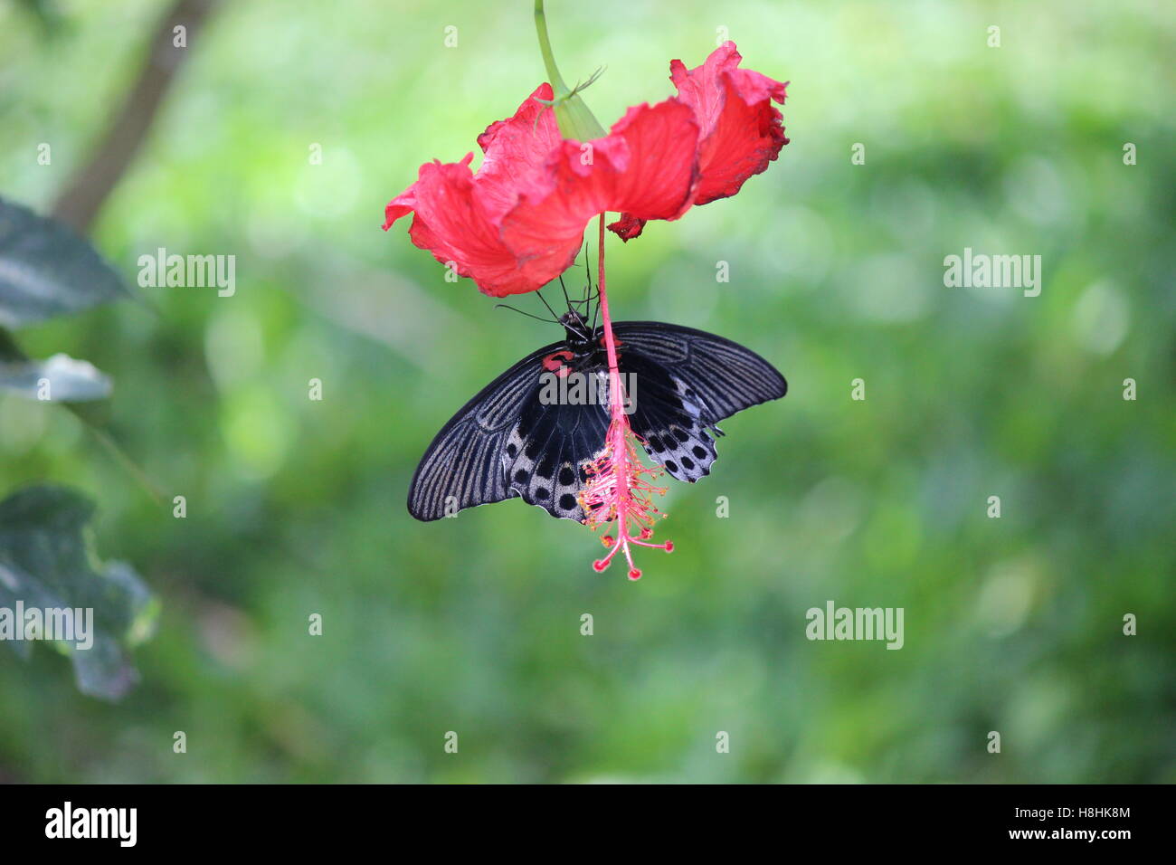 Una farfalla nera appeso su un fiore Foto Stock