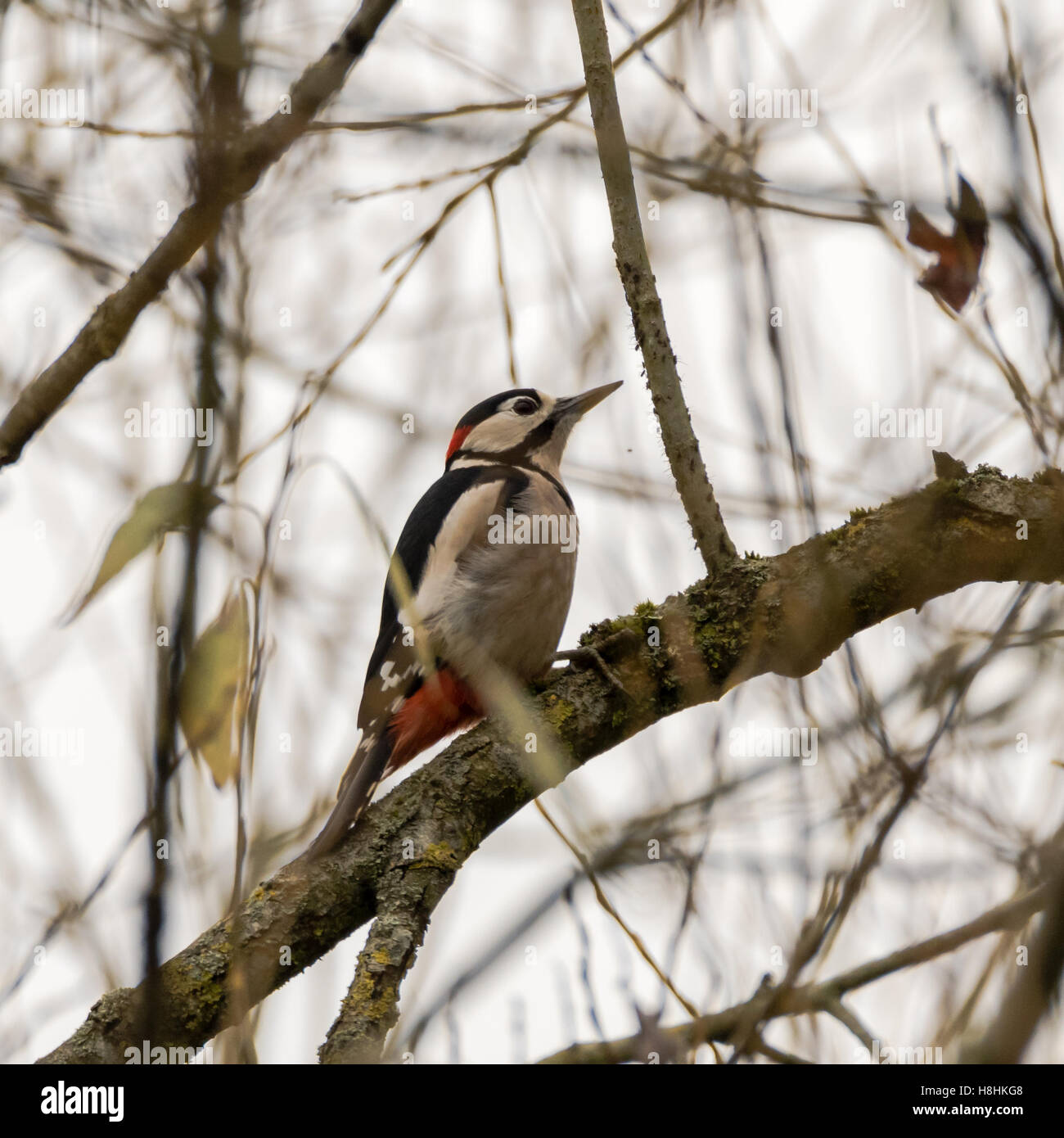 Picchio rosso maggiore (Dendrocopos major) alimentazione su afidi. Uccello adulto nella famiglia Picidae alimentazione su insetti nella struttura ad albero Foto Stock