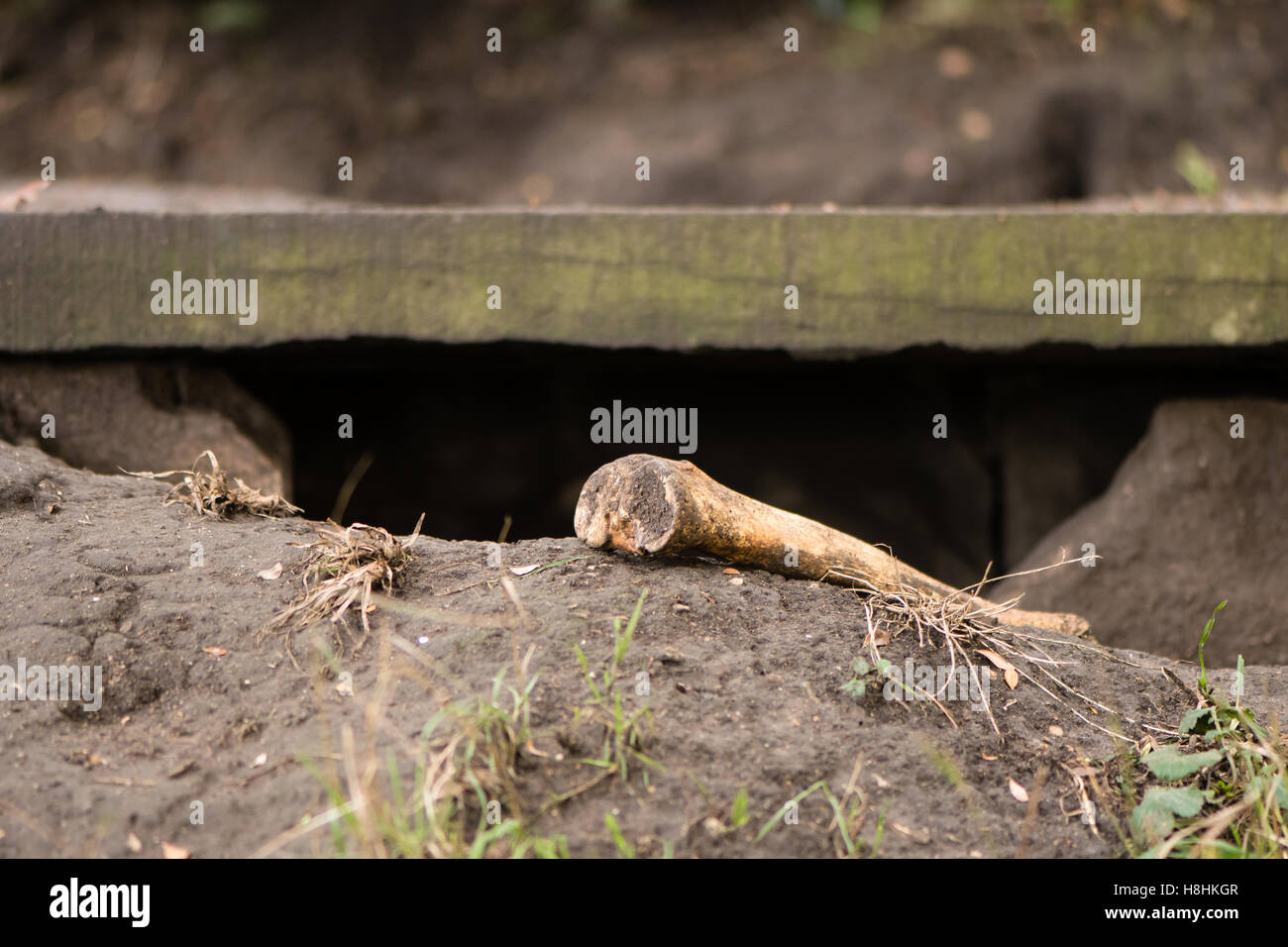 Un osso umano nel cimitero, sconvolte da badgers. Badger sett sotto la lapide porta il femore di superficie, visibile da animale di foro Foto Stock