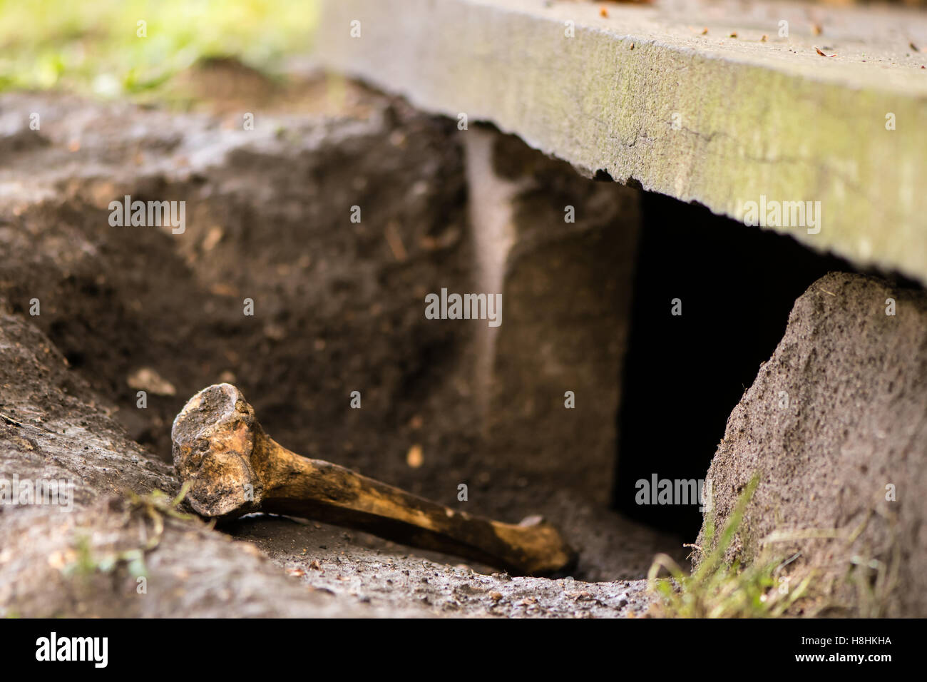 Un osso umano nel cimitero, sconvolte da badgers. Badger sett sotto la lapide porta il femore di superficie, visibile da animale di foro Foto Stock