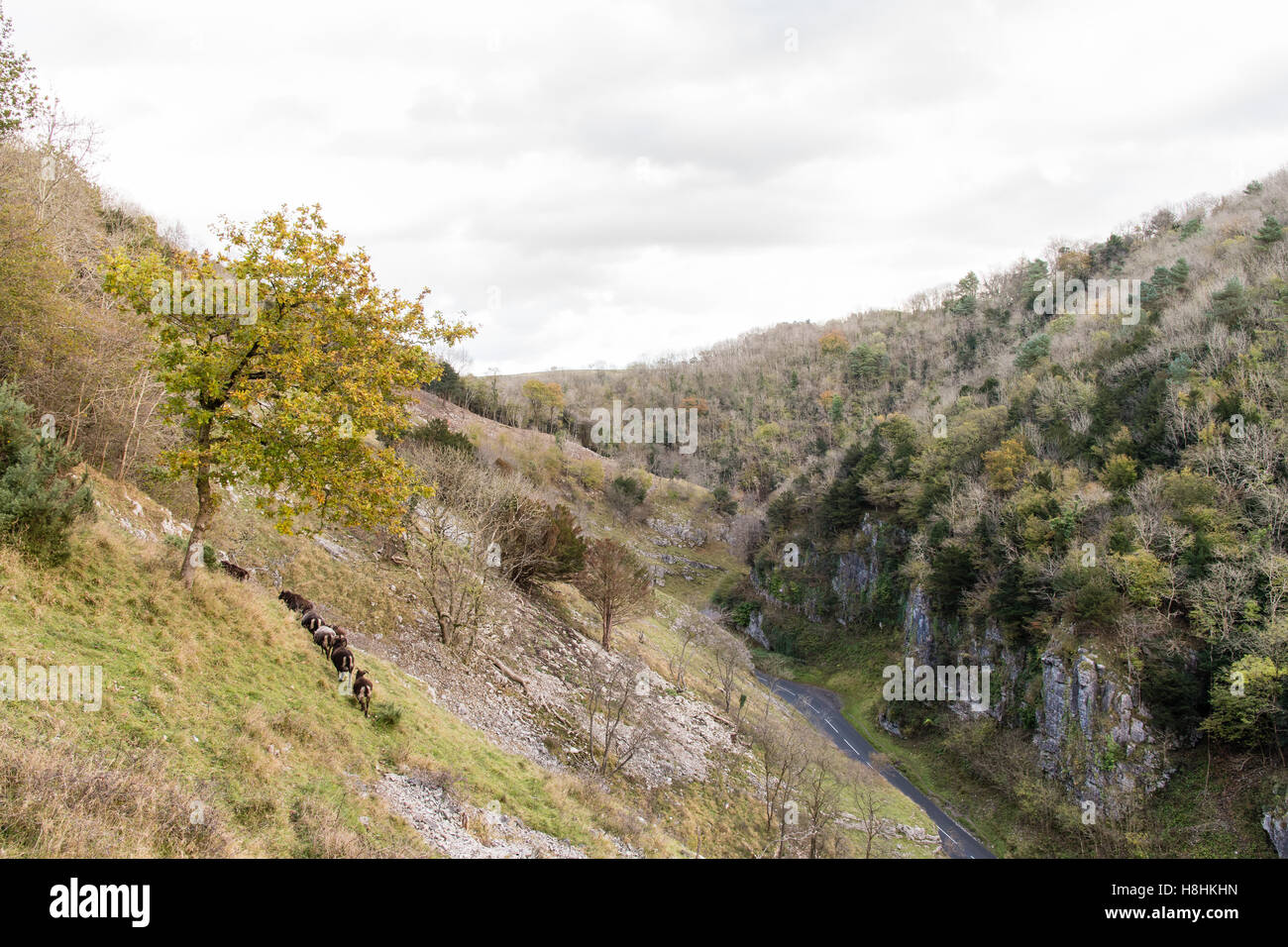 Pecore Soay sulle pendici del Cheddar Gorge. Linea di hardy pecore al pascolo terreni scoscesi in Mendip Hills, Somerset, Inghilterra, Regno Unito Foto Stock