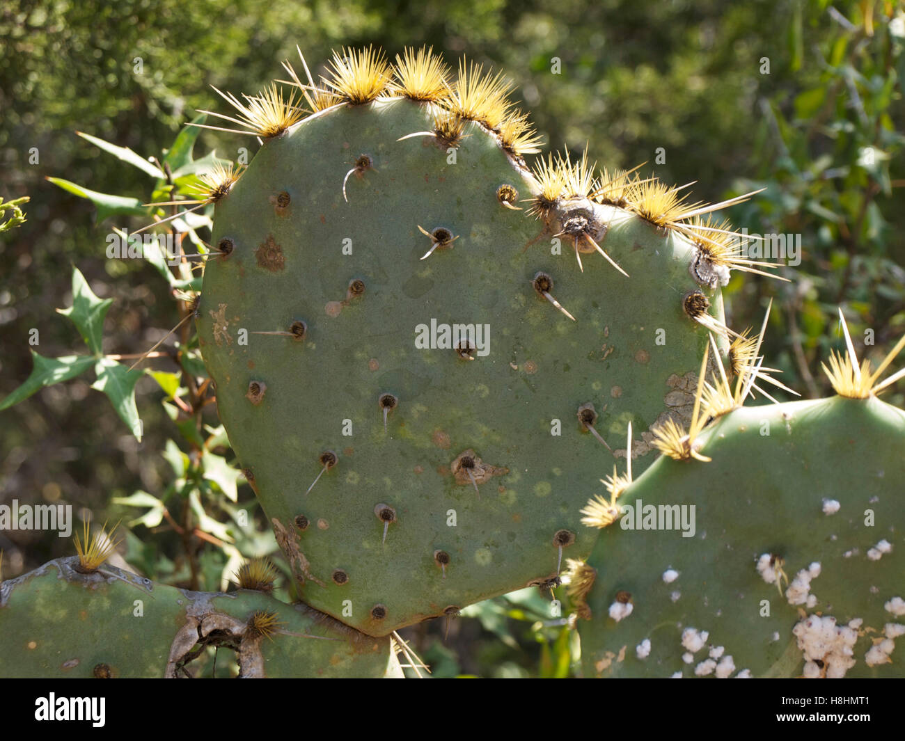 La luce solare naturale illuminazione posteriore un cactus a forma di cuore Foto Stock