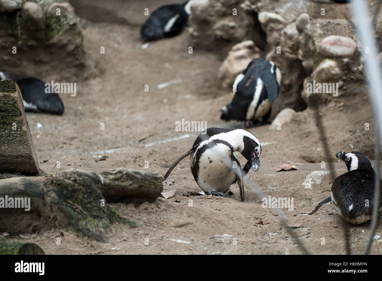 Un penguing scatching la sua faccia è circondato da altri pinguini Foto Stock