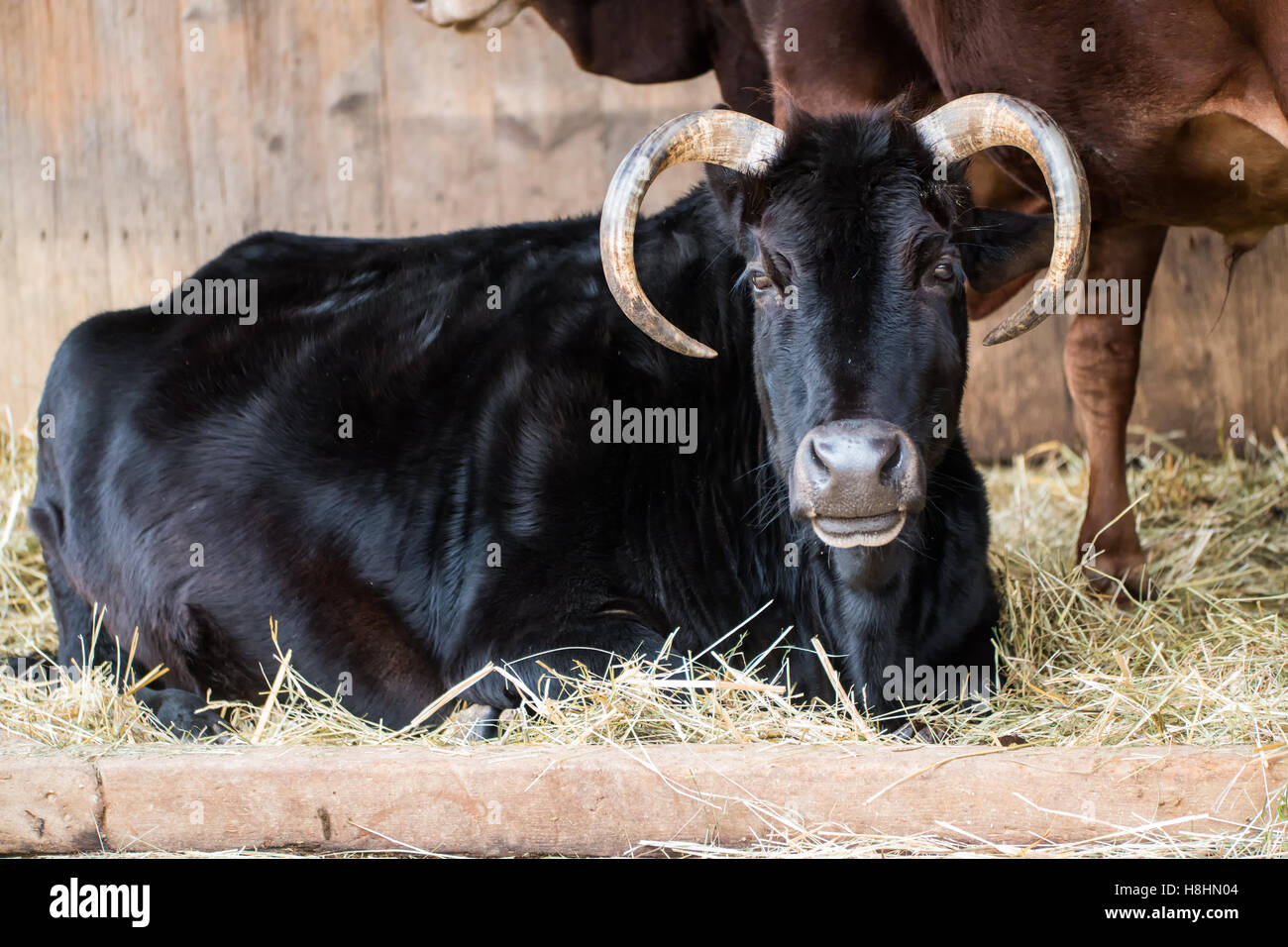 Una mucca nera con le corna ricurve che stabilisce in paglia. Foto Stock