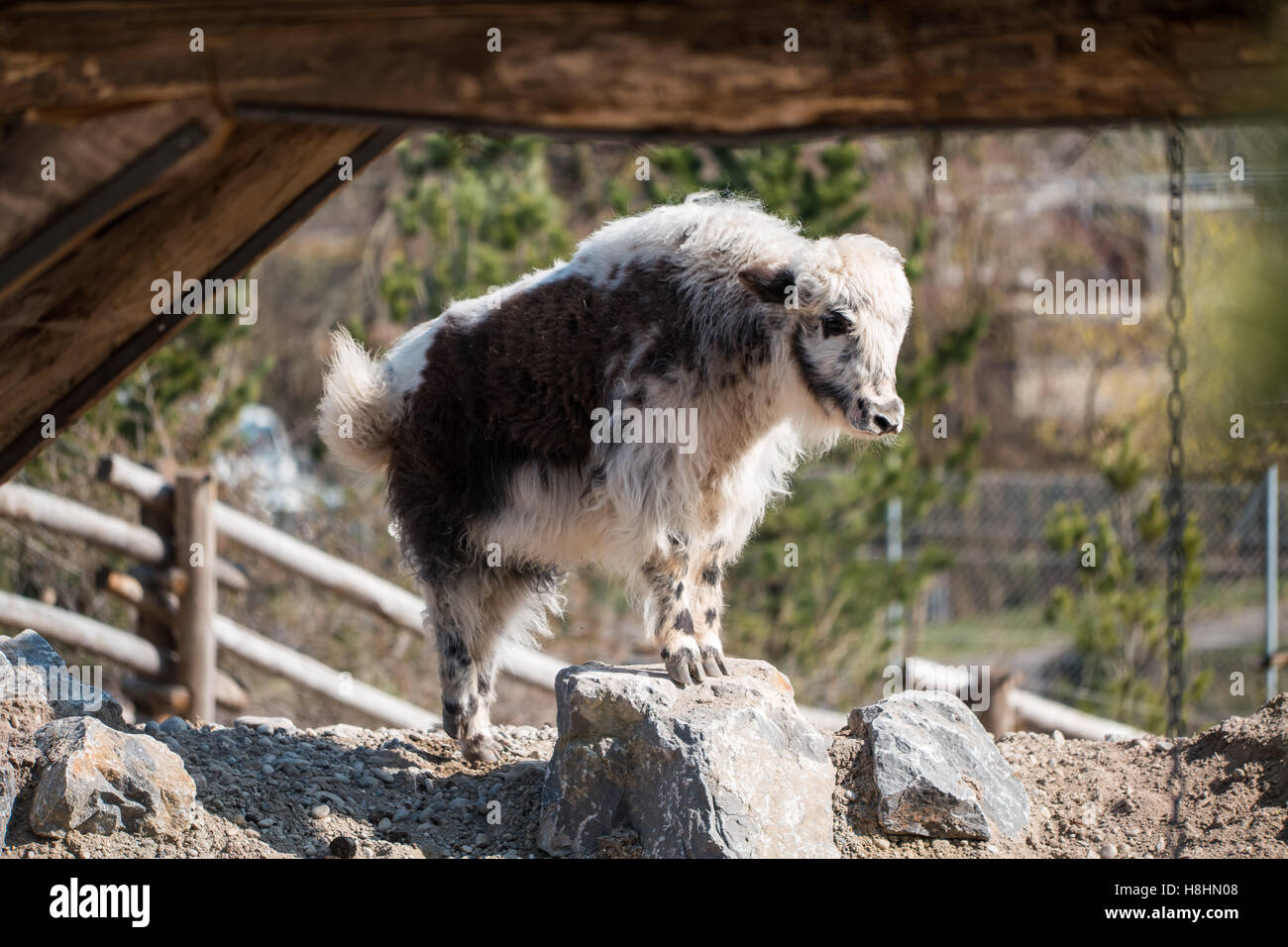 Un piccolo e giovane capra in piedi su una roccia Foto Stock
