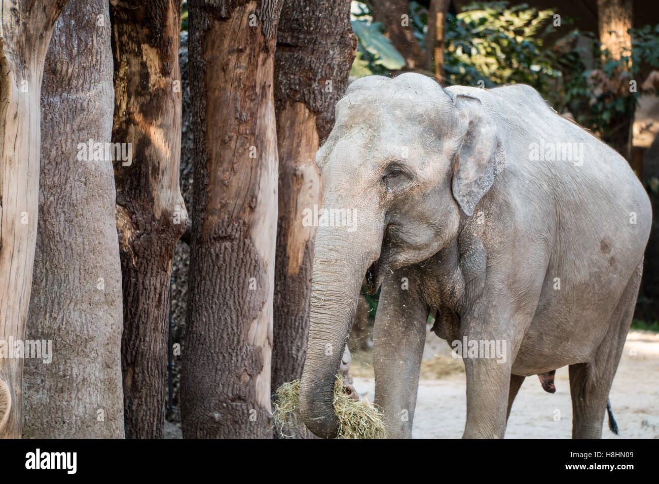 Un grande animale grigio in piedi di fronte ad alberi con paglia nel suo tronco Foto Stock