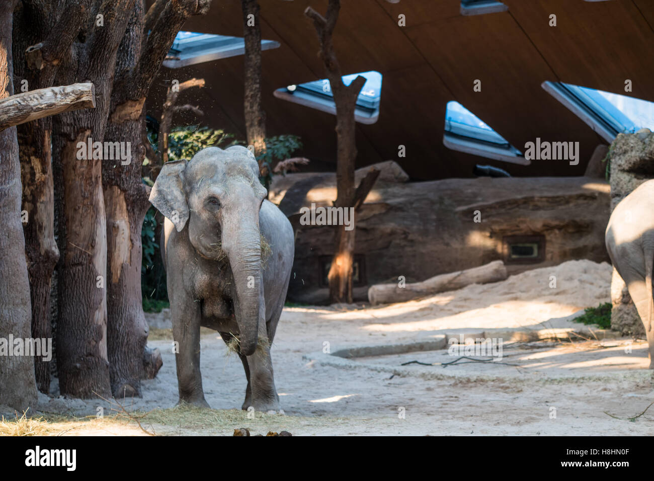 Un grande animale grigio in piedi di fronte ad alberi. Foto Stock