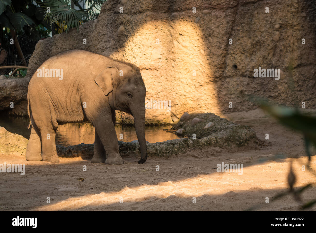 Un giovane e piccola baby elephant attorno a piedi. Foto Stock