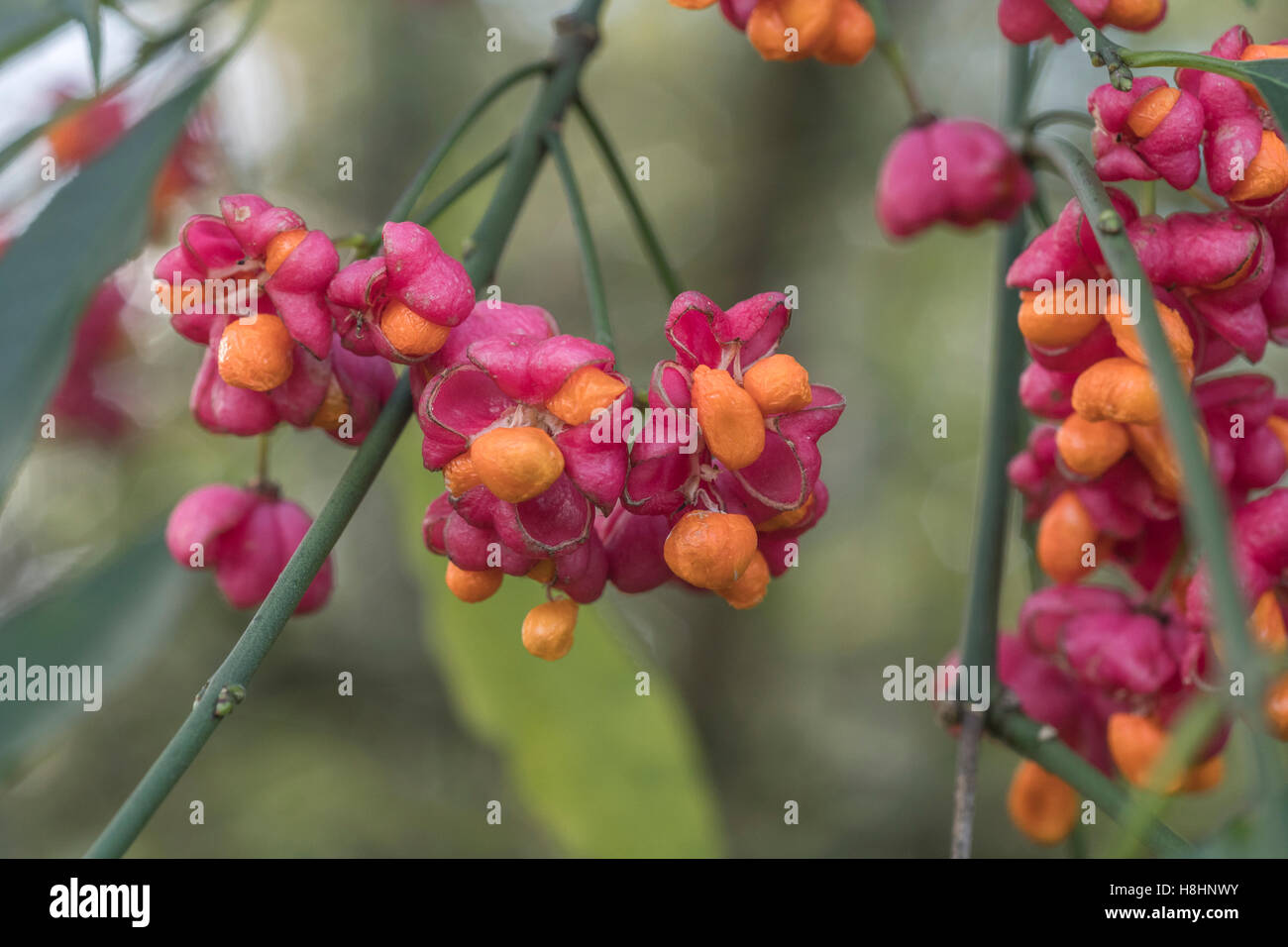 Bacche velenosi frutti dell'albero mandrino / Euonymus europaeus. Velenosi piante britannico. Foto Stock