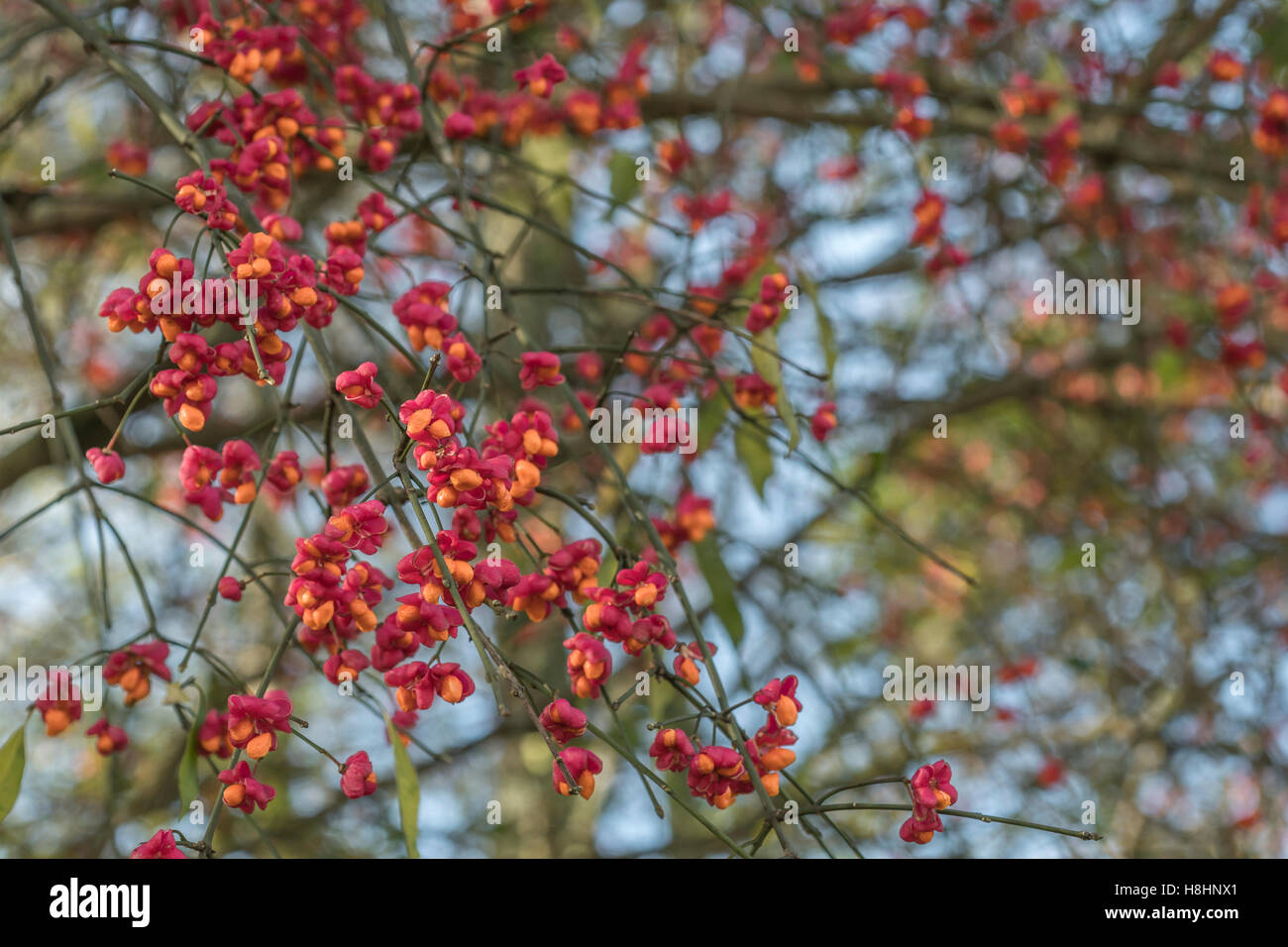 Bacche velenosi frutti dell'albero mandrino / Euonymus europaeus. Velenosi piante britannico. Foto Stock