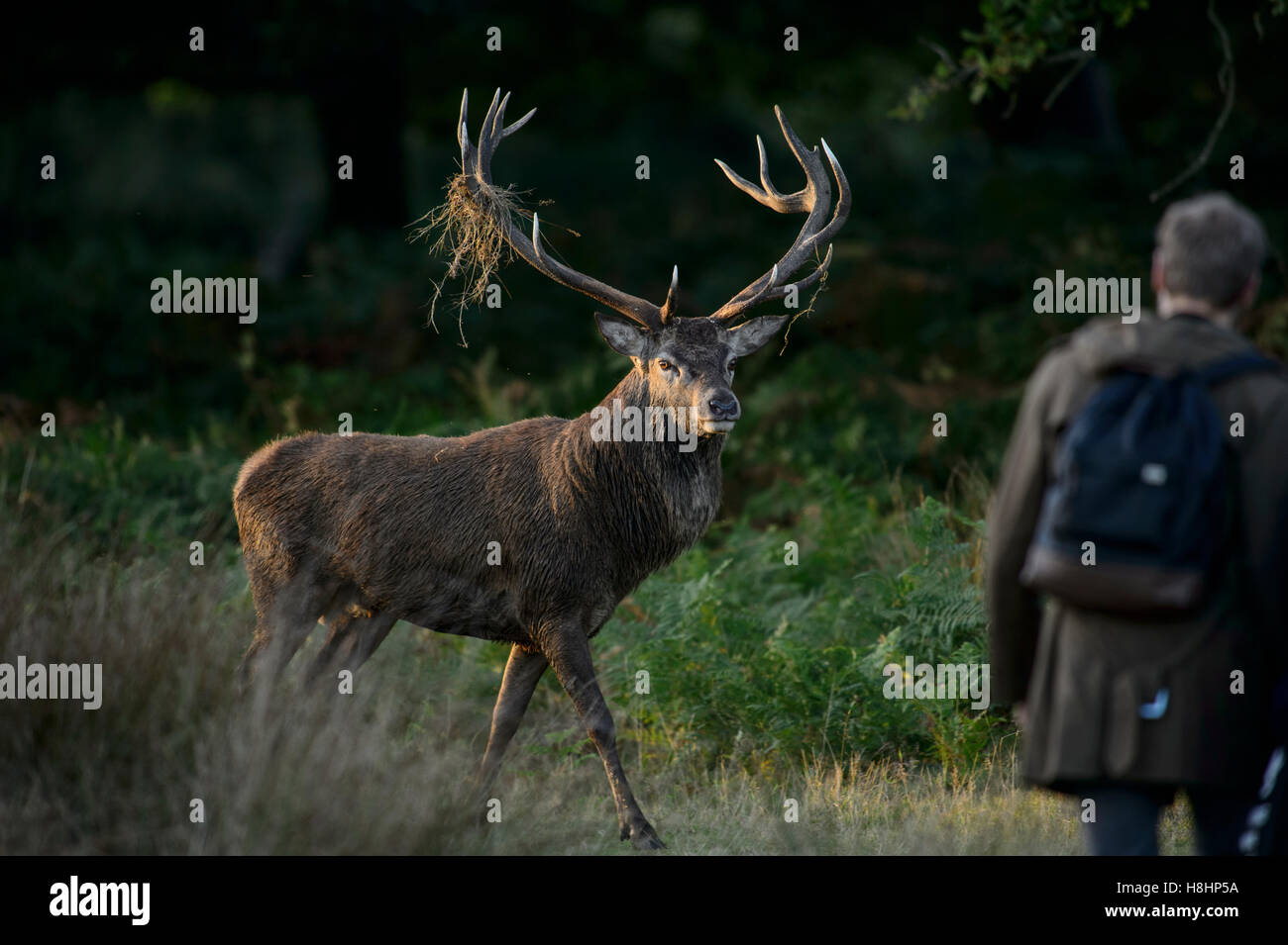Red Deer cervo a Richmond Park, Londra, con un comportamento offensivo verso un turista a piedi troppo vicino Foto Stock