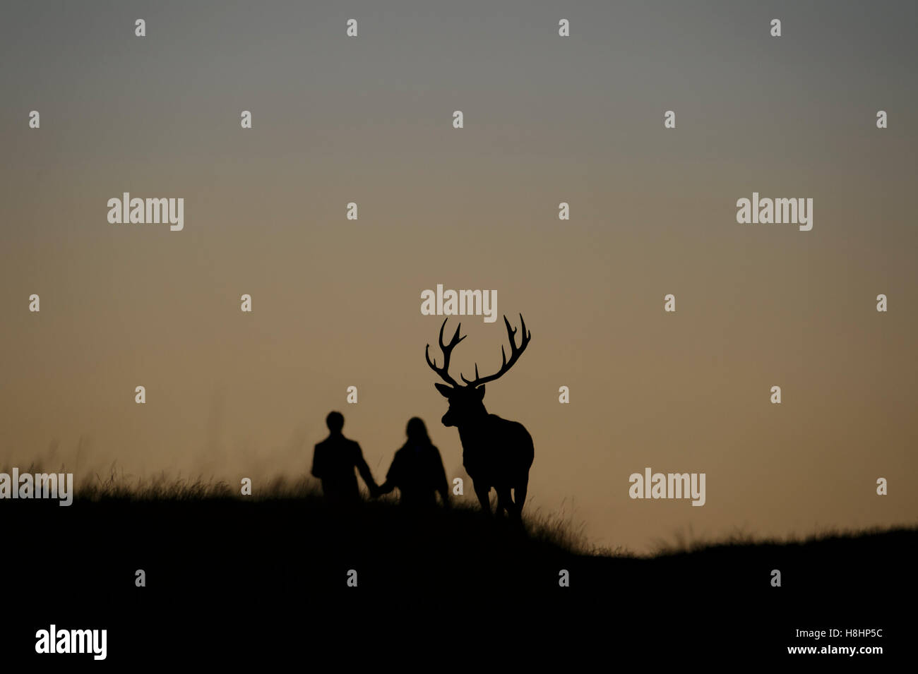 Un ragazzo e una ragazza camminare mano nella mano accanto alla sagoma di un cervo rosso cervo contro un rosso Cielo di tramonto. Richmond Park, Londra Foto Stock