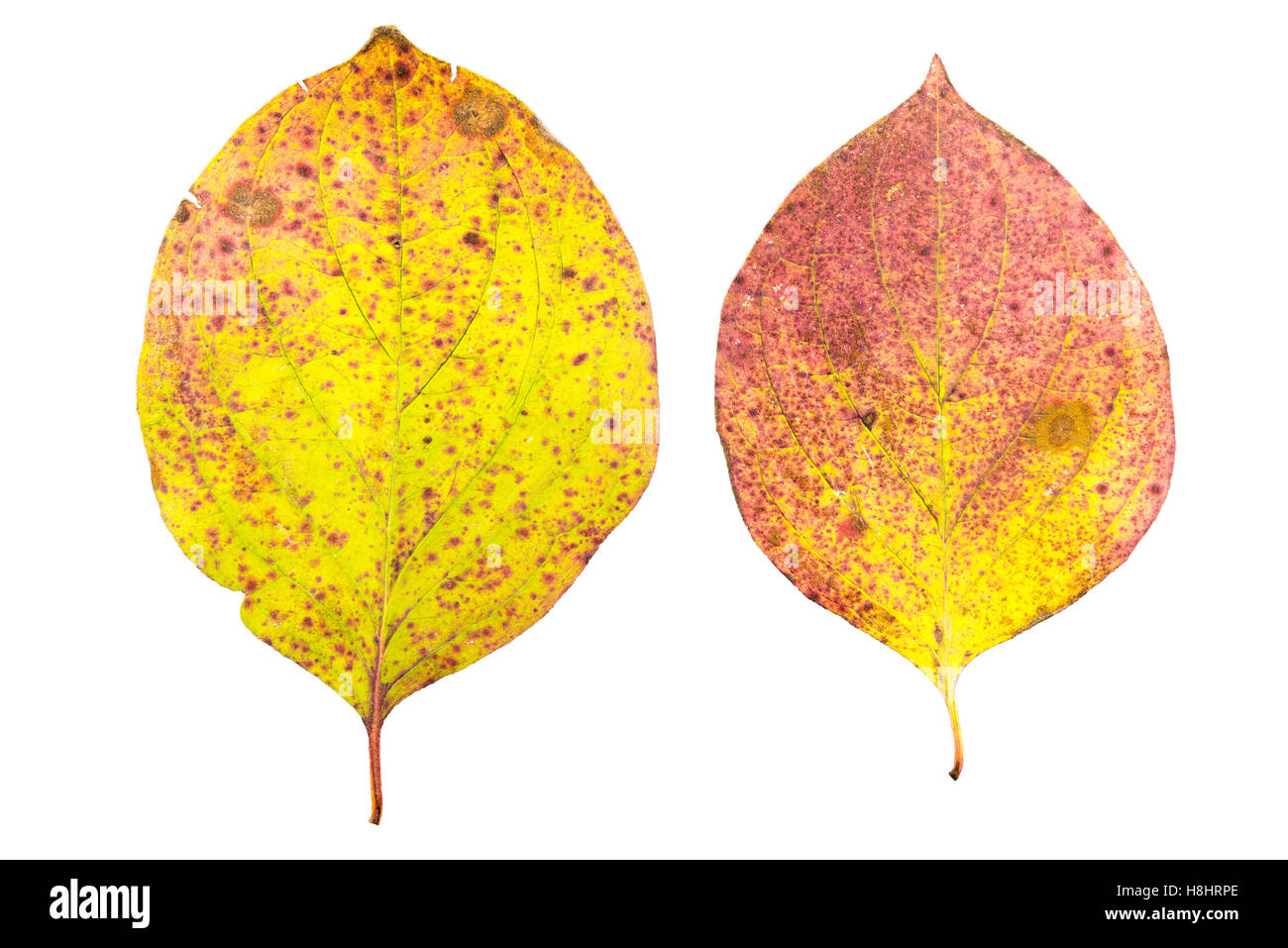 Set di due foglie di autunno in differenti stati di appassimento isolati su sfondo bianco Foto Stock