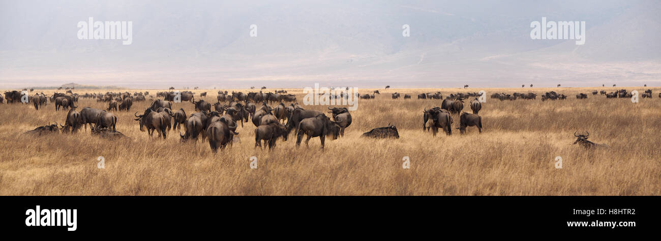 Vista lontana di un branco di GNU Foto Stock