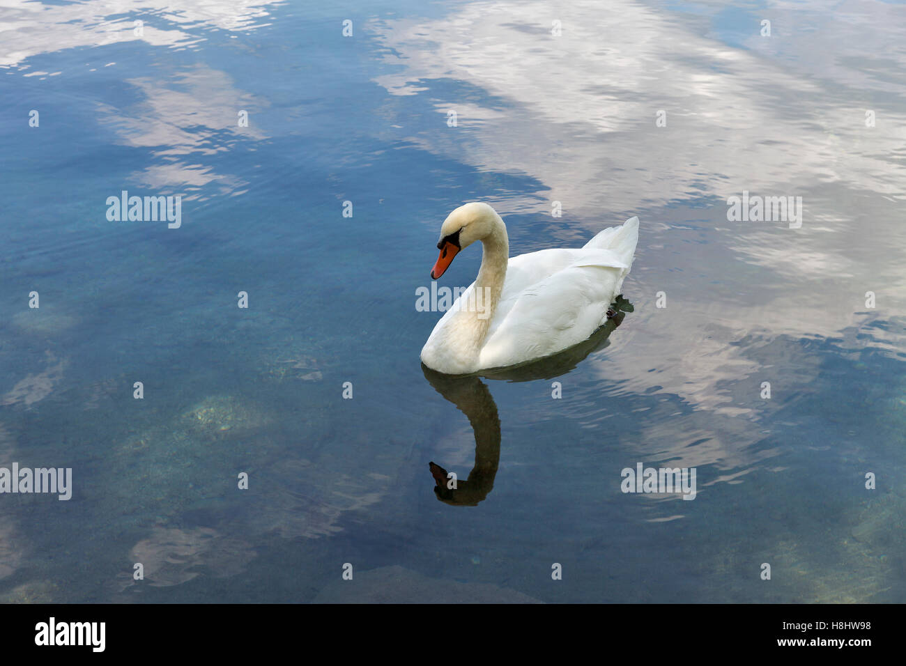 Il White Swan galleggiante sul Lago di Bled in Slovenia Foto Stock