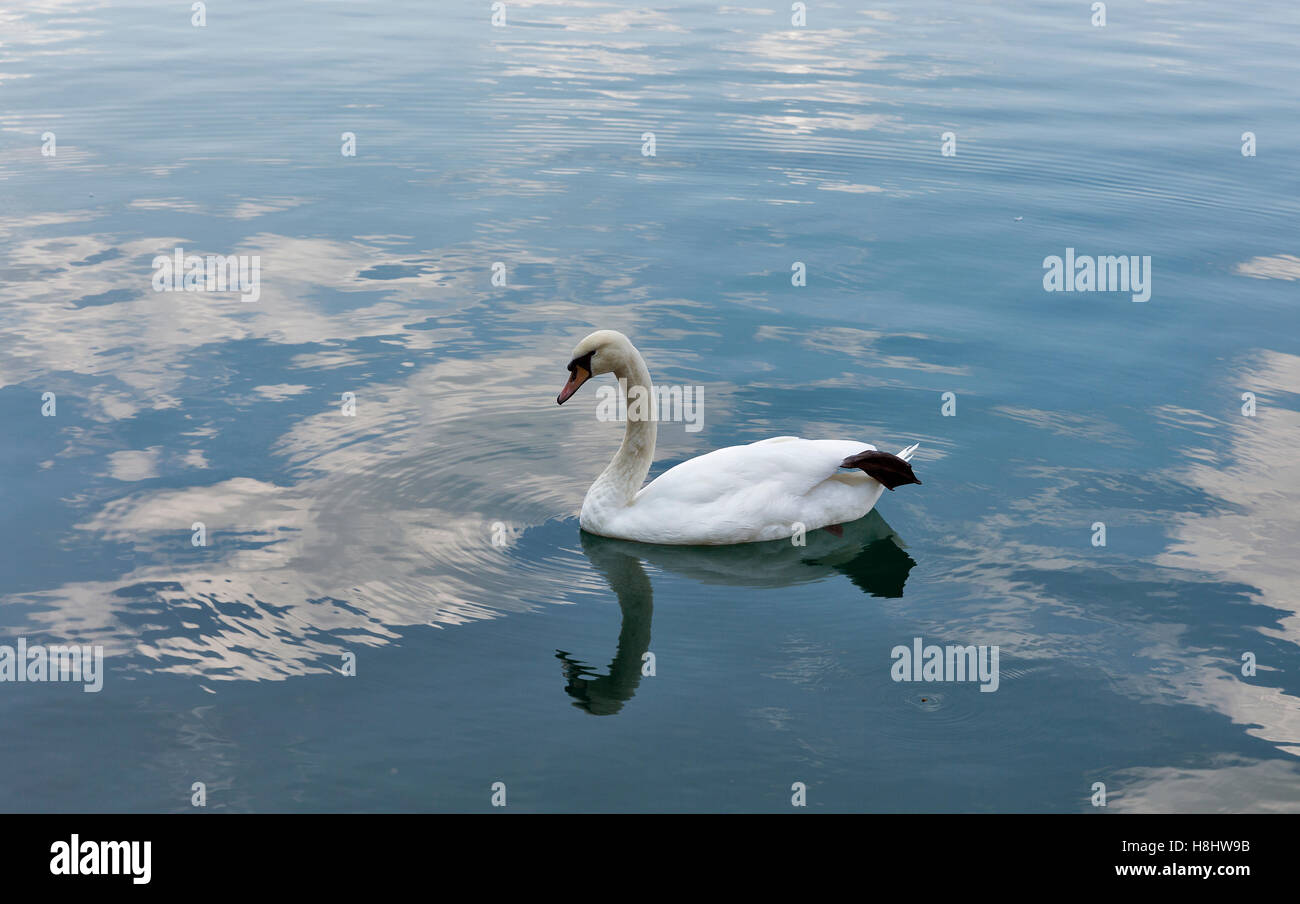 Il White Swan galleggiante sul Lago di Bled in Slovenia Foto Stock
