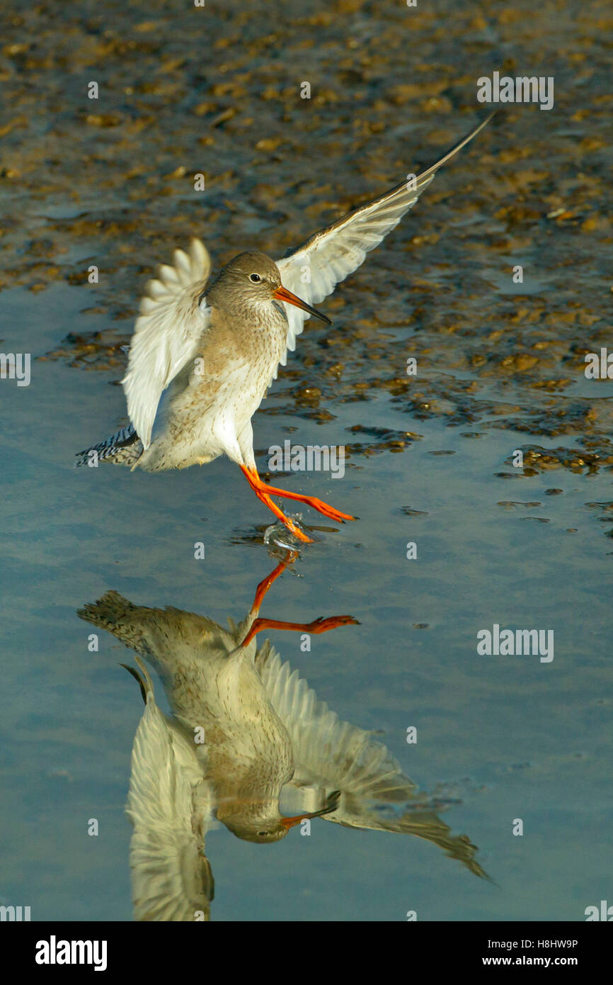 Redshank Tringa totanus lo sbarco in piscina costiera Norfolk Foto Stock