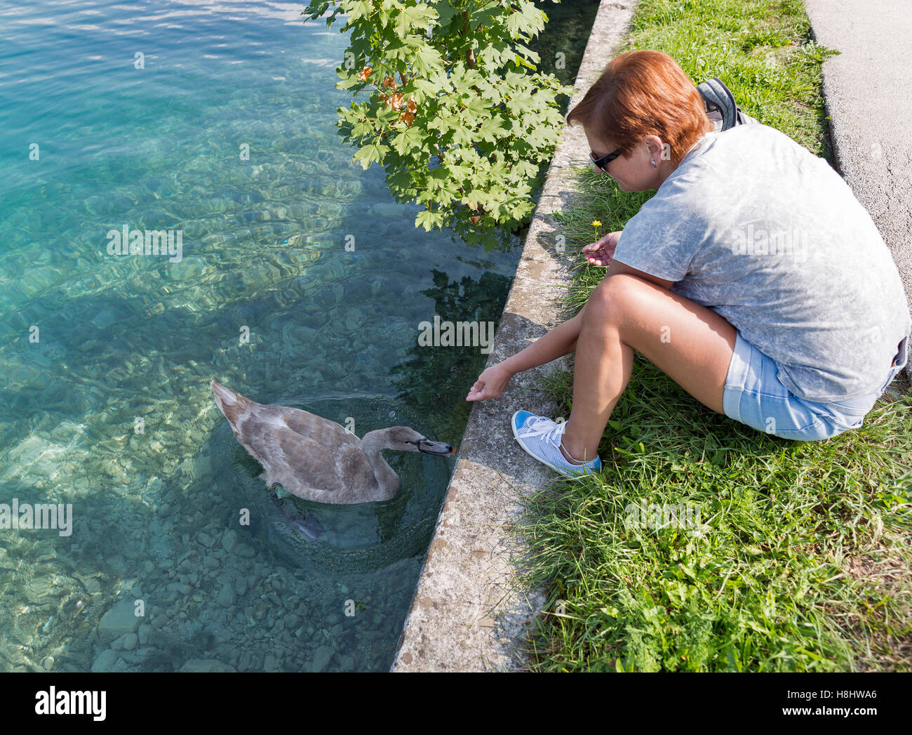 Conciate di mezza età donna caucasica alimentazione giovani selvatici swan sulla riva del lago di Bled, Slovenia Foto Stock