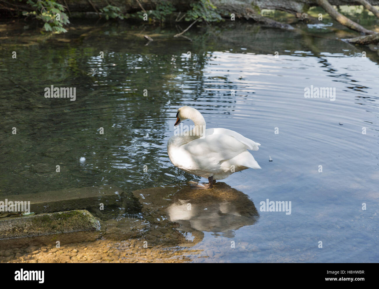 Il White Swan sul lago di Bled in Slovenia Foto Stock