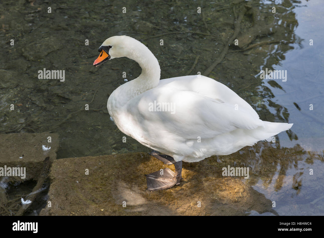 Il White Swan closeup sul lago di Bled in Slovenia Foto Stock