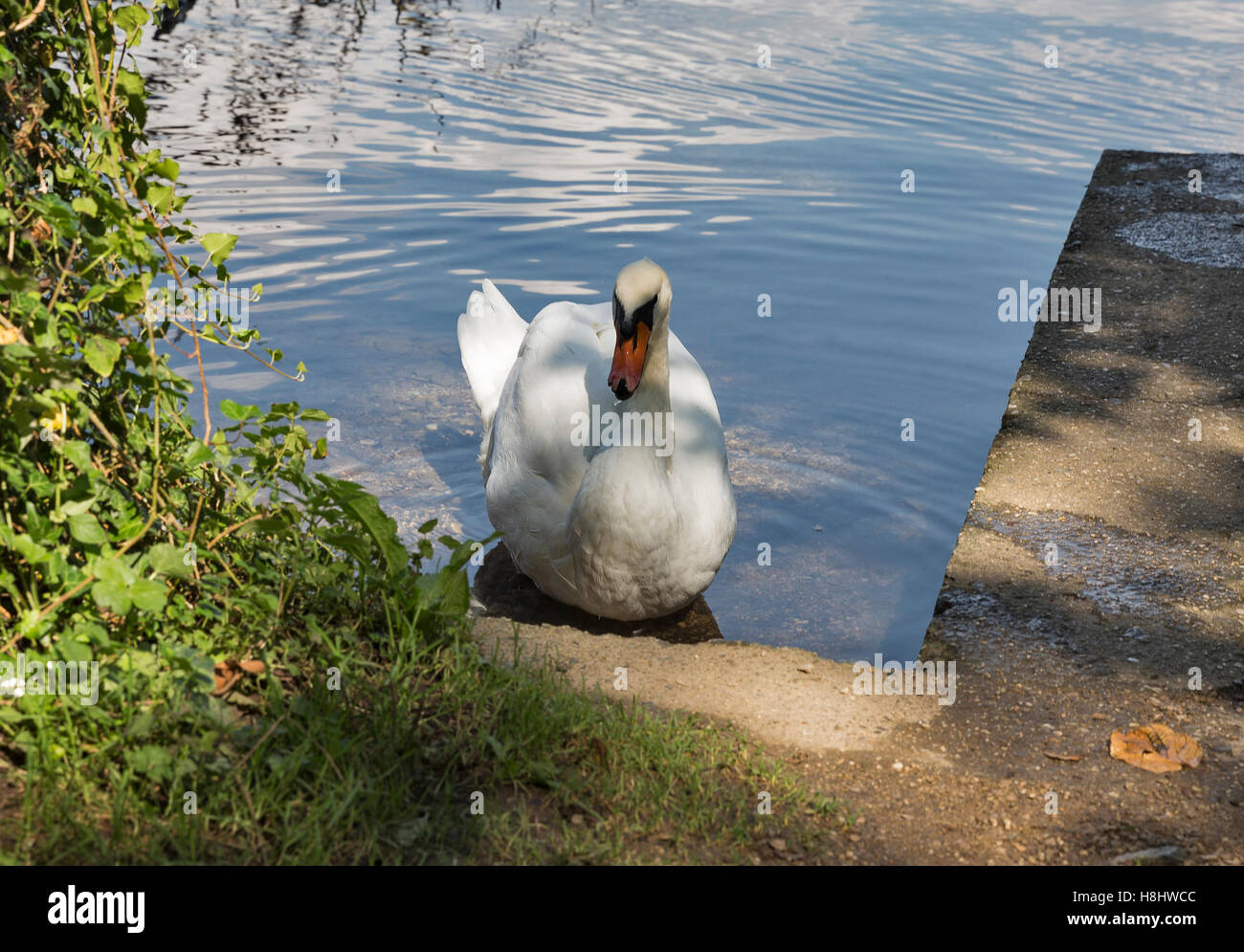 Il White Swan sul lago di Bled in Slovenia Foto Stock
