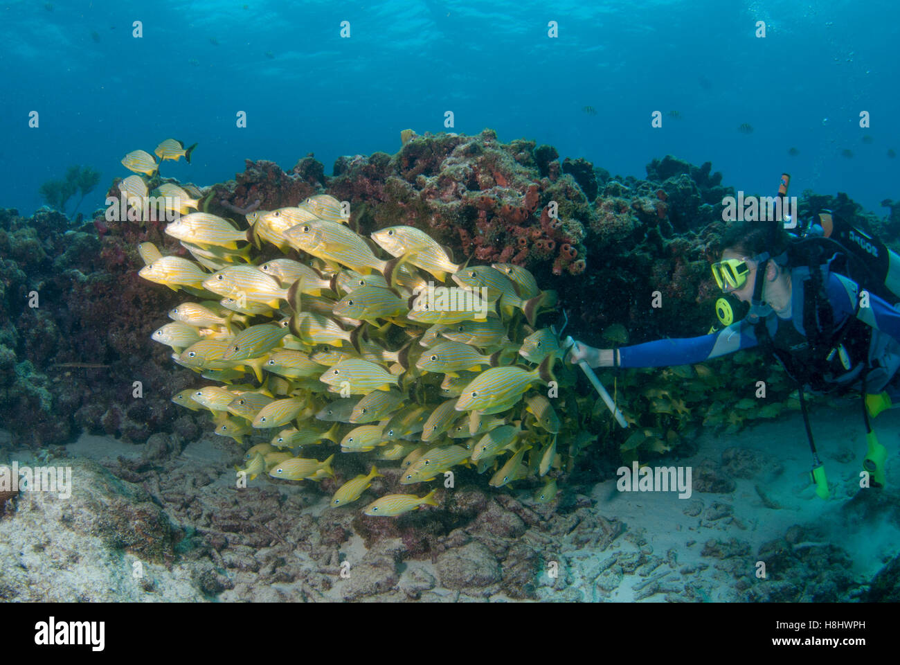 Ragazzo adolescente scuba diving al melasso Reef off Key Largo Florida attraverso una scuola di blue-striped grugniti. Foto Stock