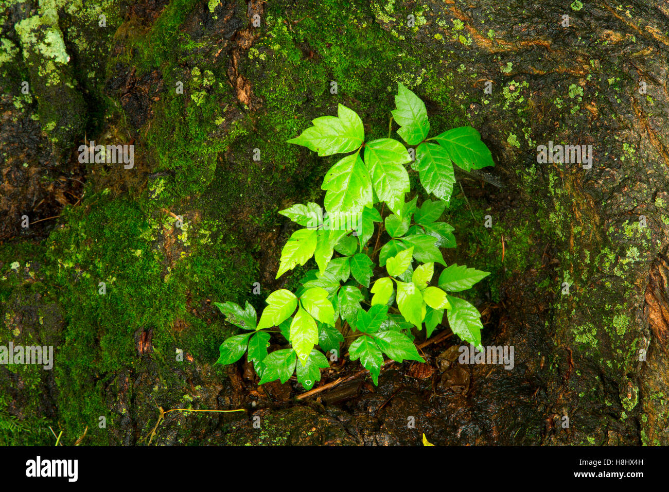 Poison Ivy, Washington attraversando il parco storico, New Jersey Foto Stock