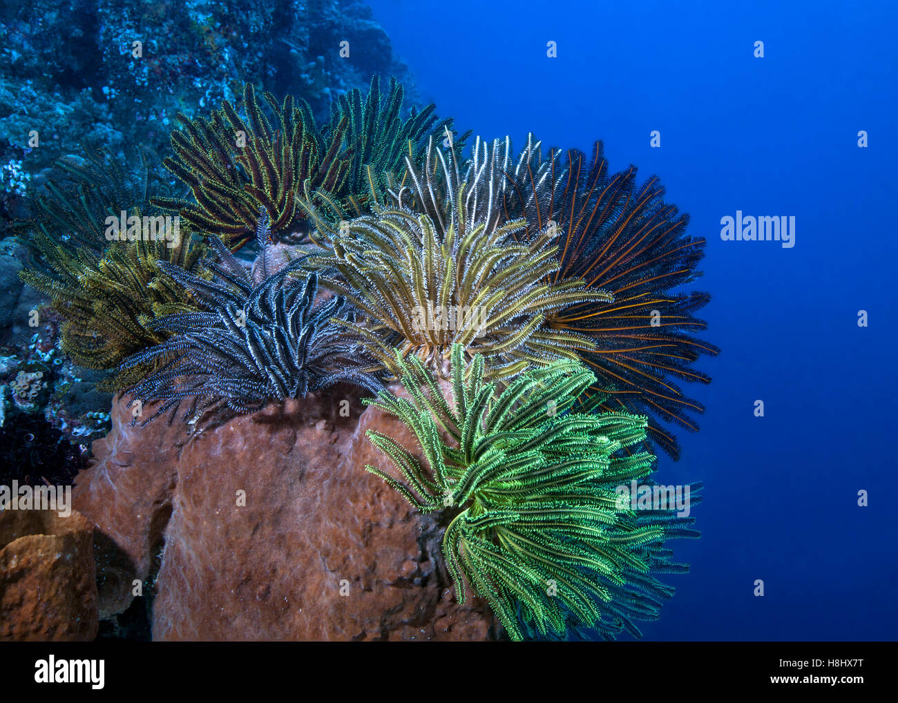 Coloratissimo bouquet di crinoidi su una spugna di canna in corrispondenza di un bordo di una scogliera di corallo parete. Foto Stock