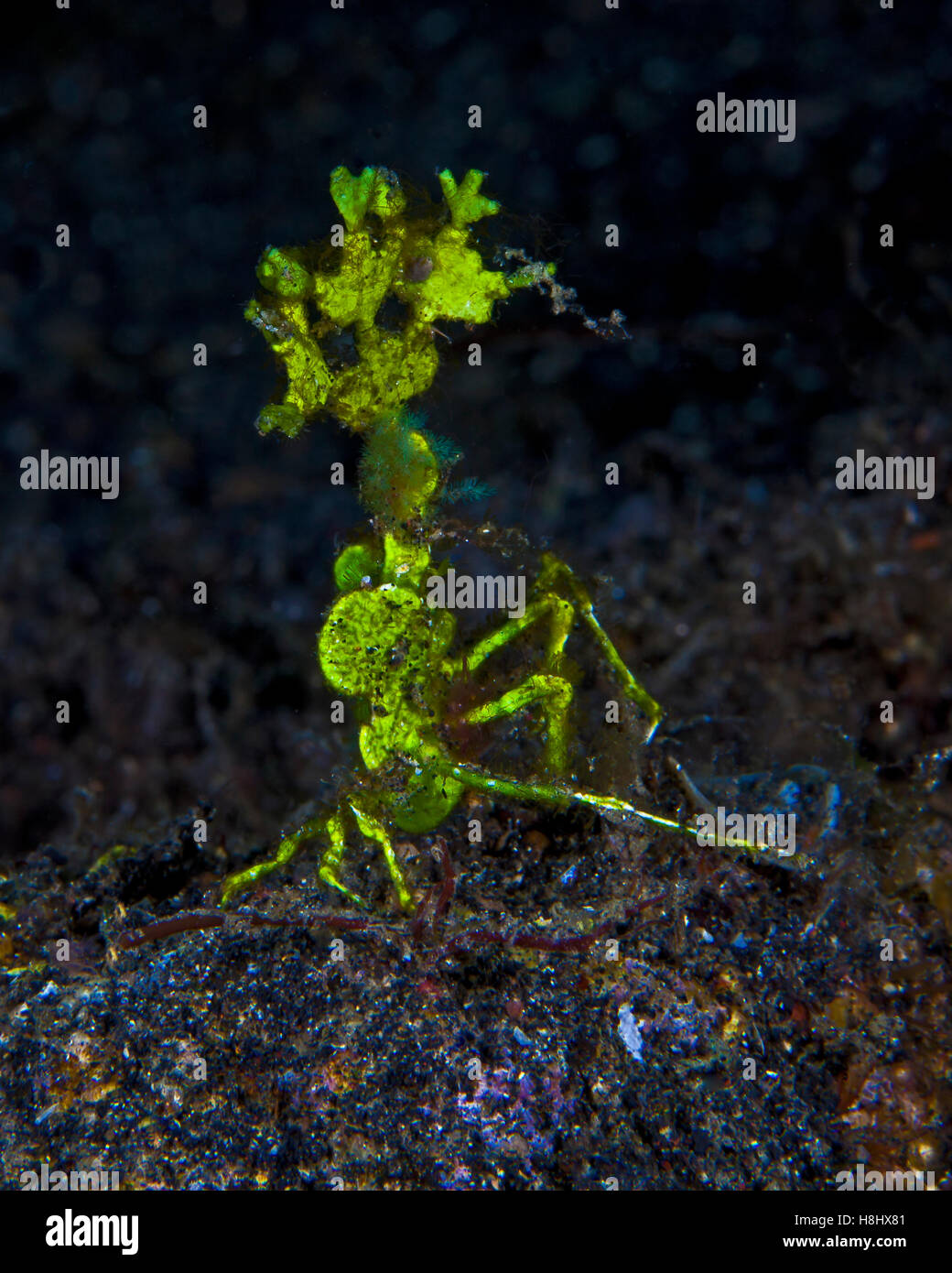 Close-up immagine di un granchio halimeda, una freccia cra decorate con halimeda alghe. Foto Stock