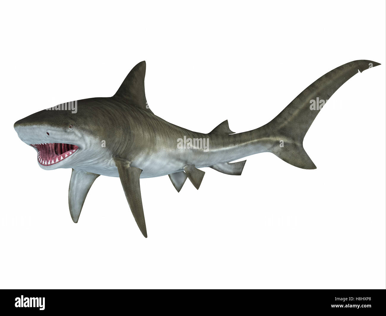Quando uno squalo minacci di attaccare le pinne pettorali sono in una posizione in giù come il pesce avanza sulla sua preda. Foto Stock