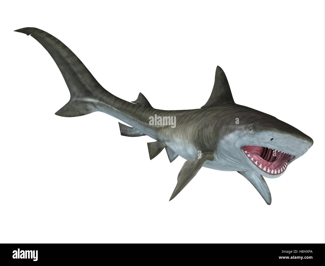 Il Tiger Shark è un grande pesce predatore e si ritrova in aree tropicali e temperate acque dell'oceano. Foto Stock
