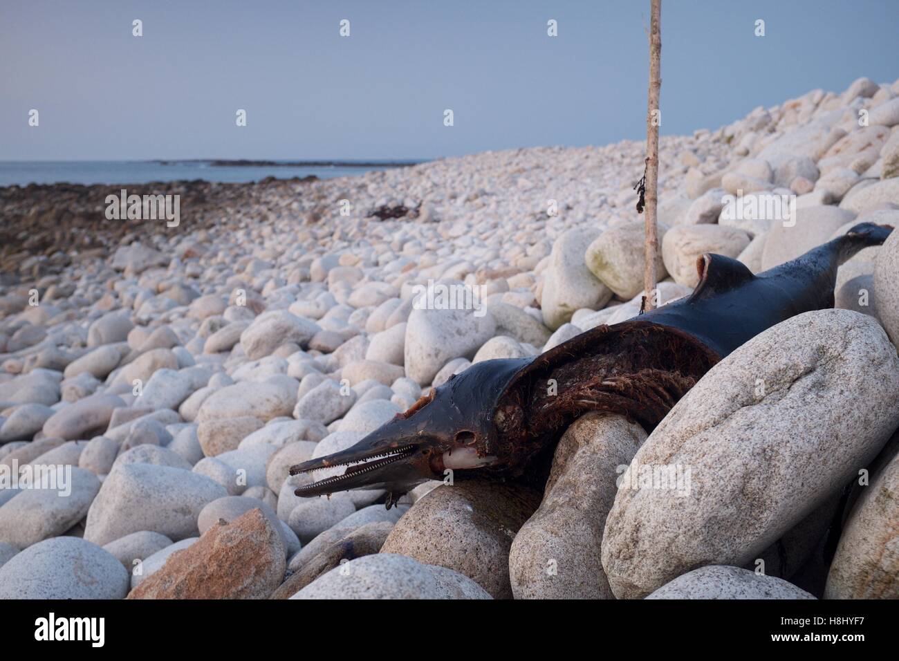 Cetacei morti si è incagliata, Brittany Foto Stock