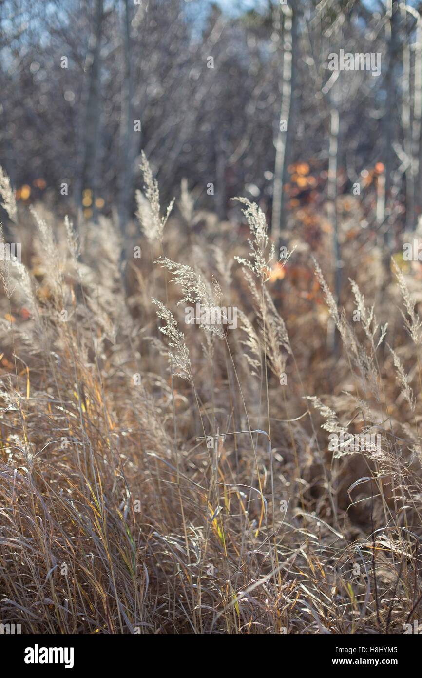 Alti, erba secca in autunno. Foto Stock