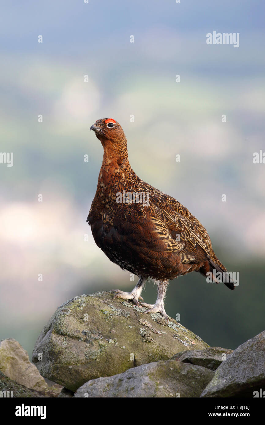 Red Grouse Lagopus lagopus scotica maschio adulto Foto Stock