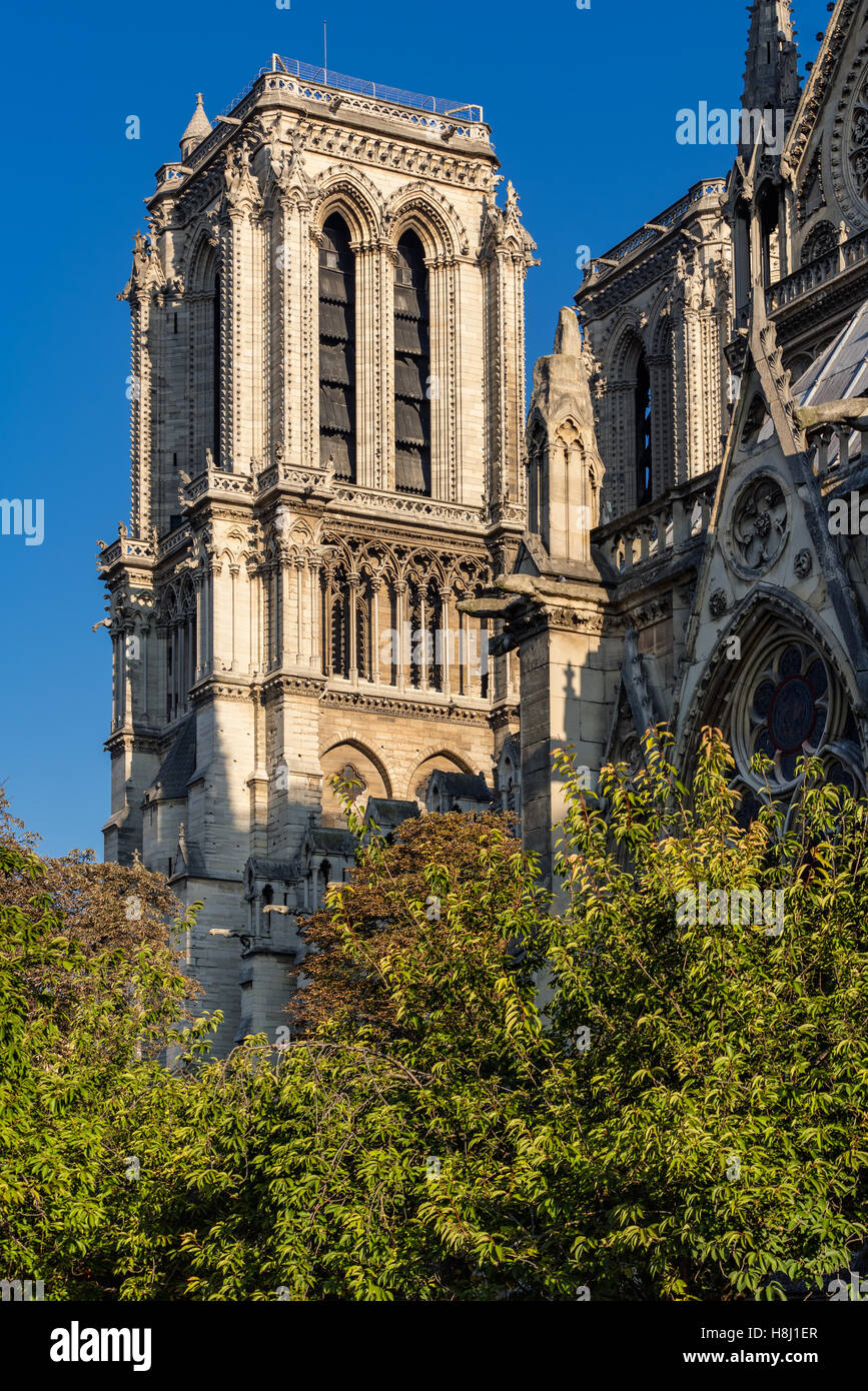 Dettagli architettonici di Notre Dame de Paris Cathedral torre in estate la luce del mattino. Ile de la Cite, Parigi, Francia Foto Stock