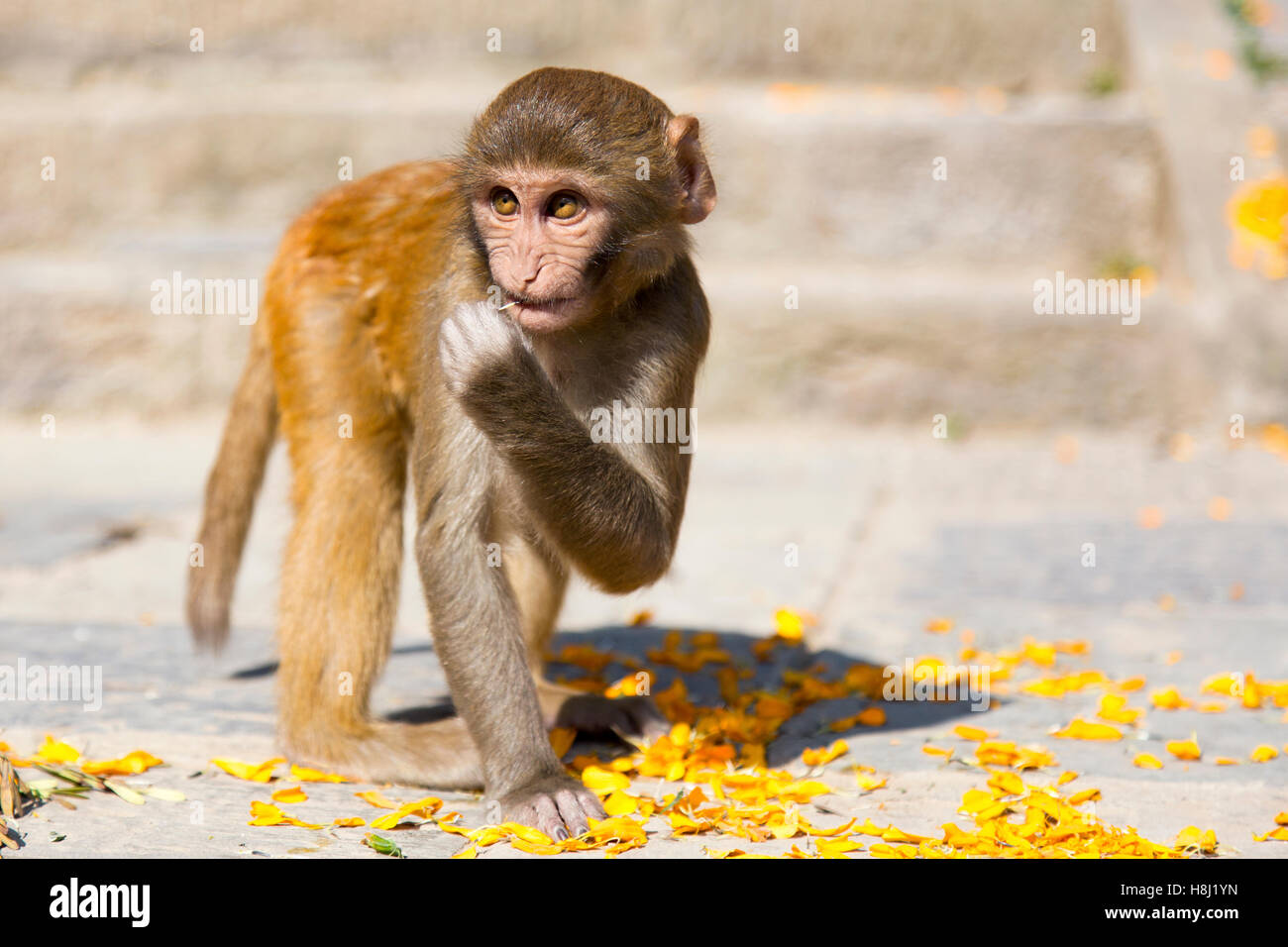 Il novellame di scimmia a Swayambhu (tempio delle scimmie), Kathmandu, Nepal, Asia Foto Stock