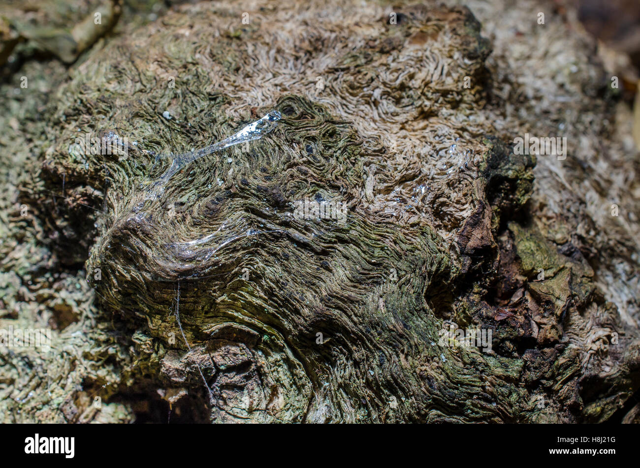 FORET DE STE BAUME, ECORCE DETAIL, VAR 83 FRANCIA Foto Stock