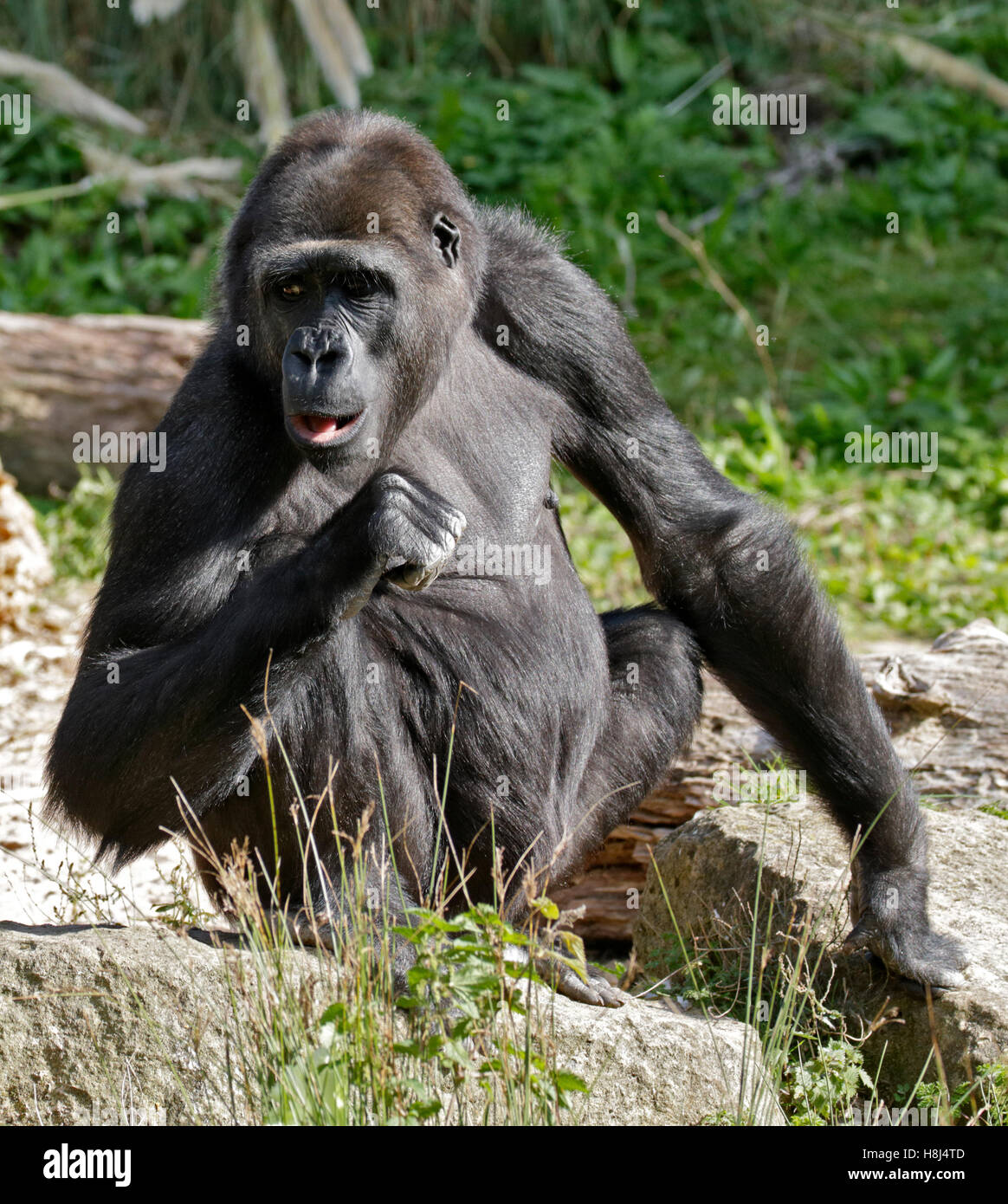 Pianura occidentale (Gorilla gorilla gorilla gorilla) Foto Stock