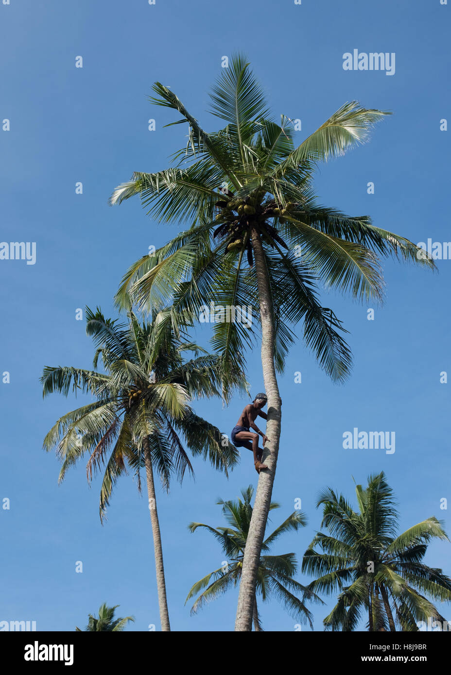 Uomo che sale su tronco per raccogliere noci di cocco, Sri Lanka Foto Stock