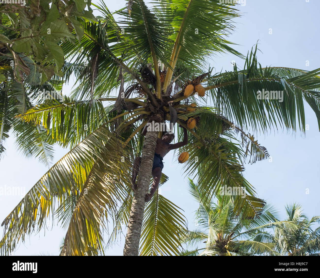 Uomo che sale su tronco per raccogliere noci di cocco, Sri Lanka Foto Stock