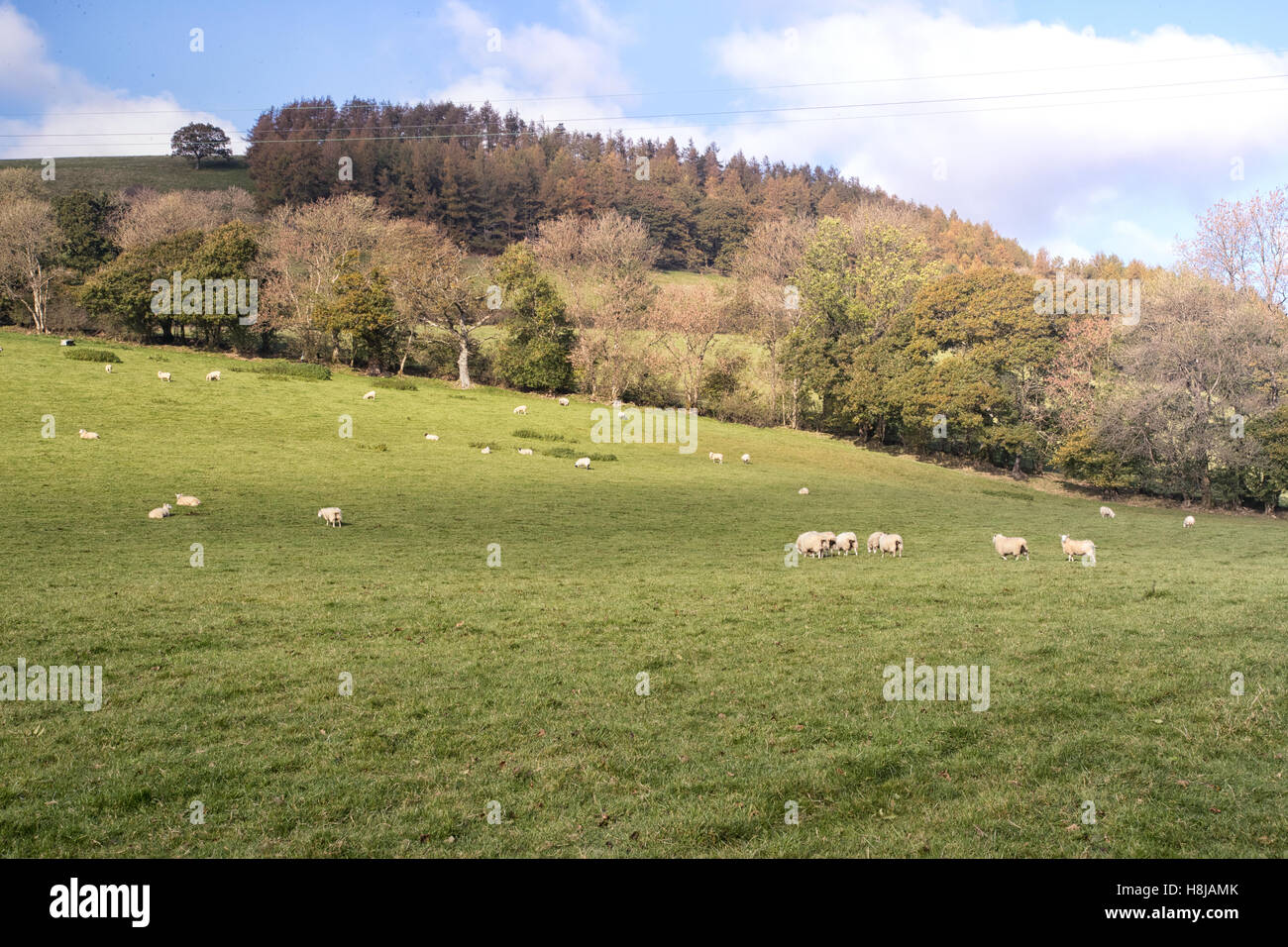 Zone rurali campagna britannica, verdi campi di rotolamento con le pecore. Preso in Carmarthenshire, Galles Foto Stock