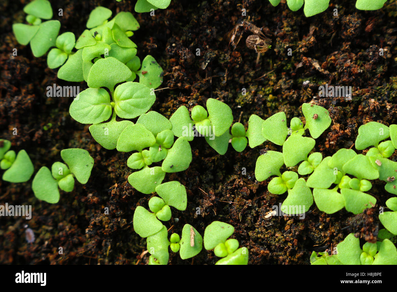Giovane germoglio cresce dal seme un aspetto fresco Foto Stock