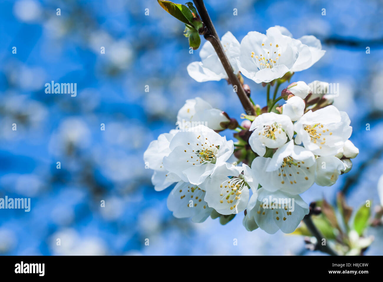 Una macro colpo di due bianchi fiori di ciliegio in primavera. Foto Stock