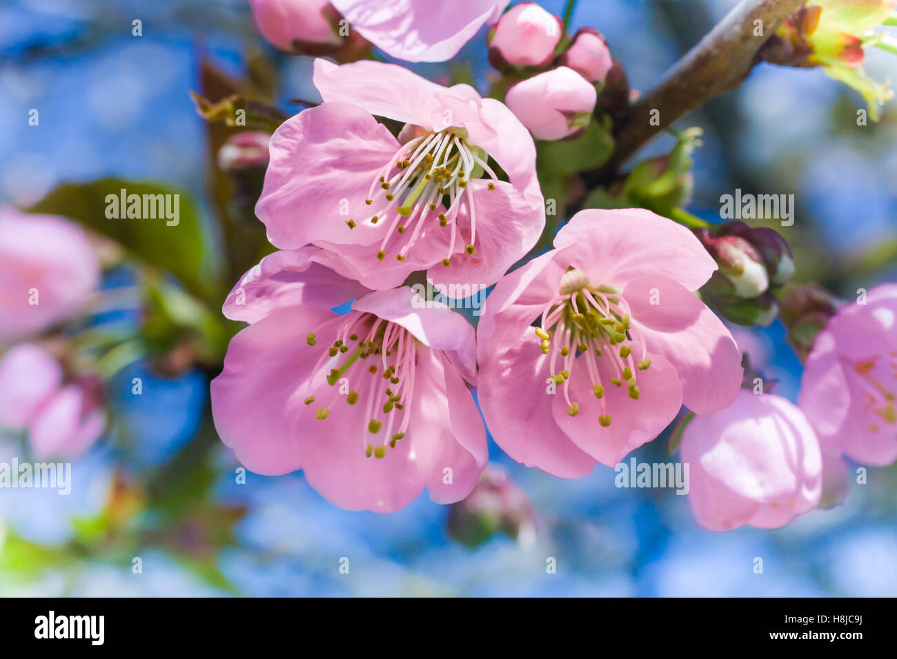 I grappoli di rosa fiori di ciliegio. Foto Stock