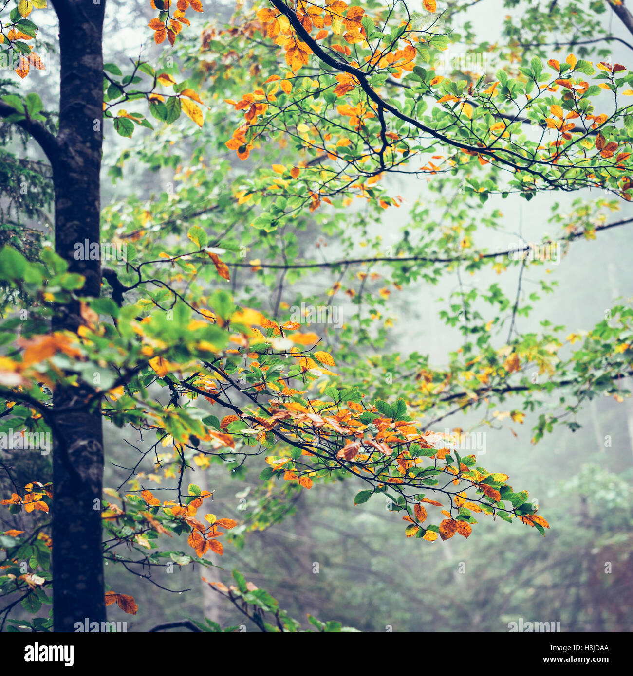 Misty foresta di autunno Foto Stock