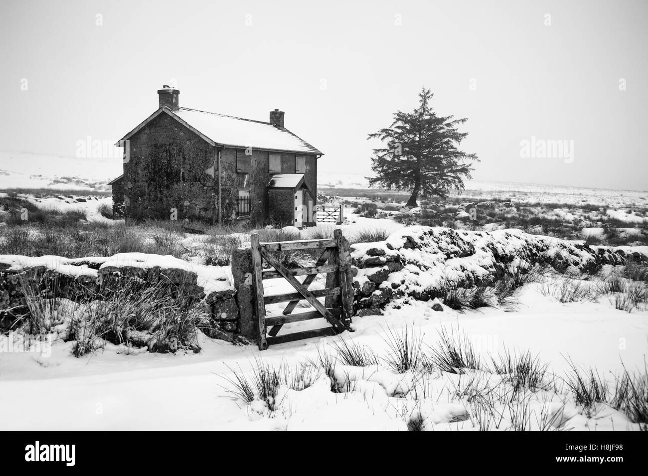 Coperta di neve monache Cross Farm su Dartmoor vicino Princetown durante un giorno di inverni con un Lone Tree e muro di cinta con cancello. Foto Stock