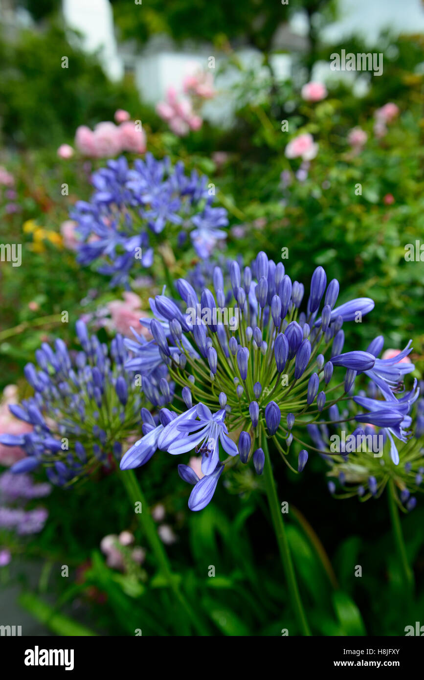 Agapanthus Eggesford cielo blu fiore fiori perenni a fioritura estiva di frontiera floreale RM Foto Stock