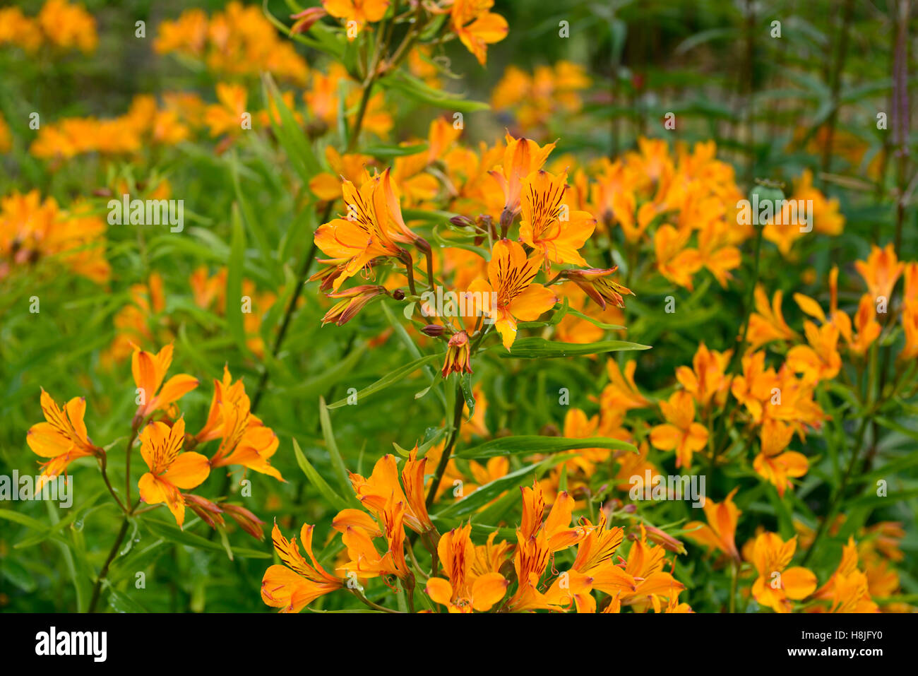 Alstroemeria orange gloria Giglio peruviano fiori arancione fioritura perenne floreale RM Foto Stock